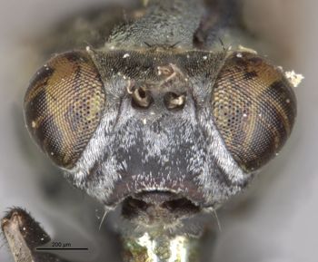 Media type: image;   Entomology 11165 Aspect: head frontal view